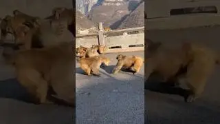 Monkey's gang fight for peanuts 🐒🥜💪🙉😡#youtubeshorts #shorts #viralshorts #monkey #ytshorts #funny