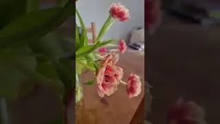 Весна это цветы 💐 цве ТЫ #8march2023