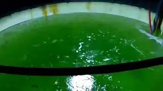 Marine Fin Fish Hatchery