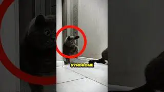This Special Cat Has Down Syndrome