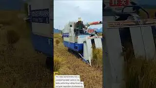 Rice Harvesting Machine in Action | Combine Harvester Efficient Field Work