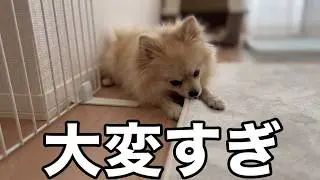 【覚悟必須】ワンちゃんと暮らして分かった“大変すぎる”14の現実