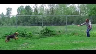 Best Dog Training in Columbus, Ohio! 6 Month Old Airedale Terrier, Tillie!