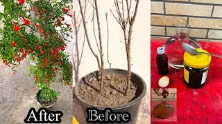 How to grow pomegranate in small pot | growing pomegranate at home