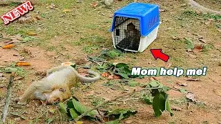 S-hocking heart! Mom wake up help me... Baby Brandi cry look mom Bridget by wonder why mom no help