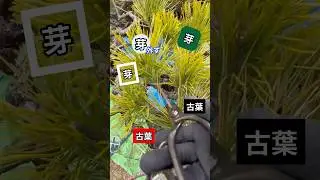 簡単【一枝１５秒】松の分かりやすい剪定の仕方#マツ#庭師