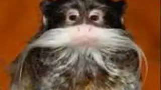 Monkeys V.S. Reptiles