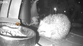 Grobi’s Krabbelgruppe 17