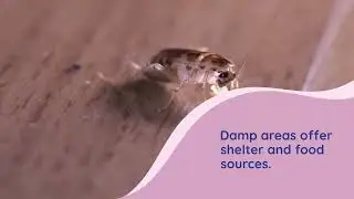 How Toronto&rsquo;s Humid Summers Trigger Pest Infestations | Pest Control Tips