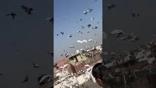 Raat k Shikari #pigeon #bird #shortsfeed #kabootar #trending #foryou #trending
