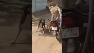 साले चुपचाप से नीचे उतर |  Funny Animal movement | #funny #shorts #memes #comedy #funnyanimals