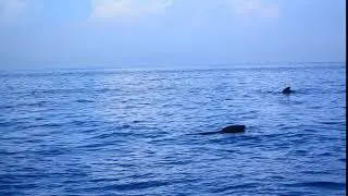 Firmm Whale Watching Tarifa