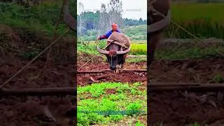 Traditional Buffalo Farming Plowing the Field
