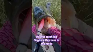 Best bait for big Saginaw Bay bass