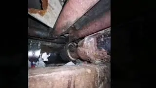 Ratten in der Zwischendecke