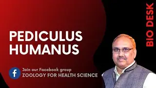 Human Louse | PEDICULUS HUMANUS