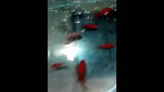 Mis ejemplares para reproccion cabeza de león, riuquin , carpa coi platino ogon, telescópico ,Bettas