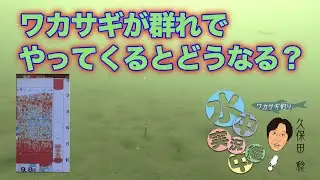 ワカサギが群れでやってくるとどうなる？　久保田稔 ワカサギ水中実況中継