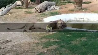 UAE would desert  lion,tiger attack 🐅 Al Ain zoo tour