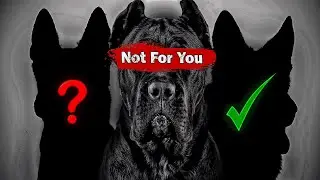 The Surprising Truth About Family Dogs
