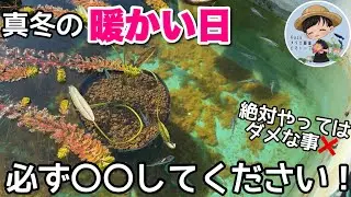 気温17℃！メダカビオトープ冬の暖かい日に必ずやる事！絶対やってはダメな事！メダカ睡蓮ビオトープ