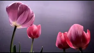 Growing pink tulips time lapse, indoor flower blooms