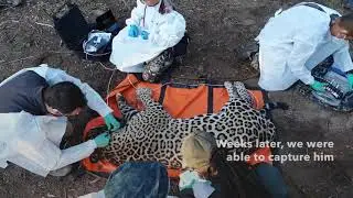 CHANGING QARAMTA&rsquo;S SATELLITE MONITORING COLLAR