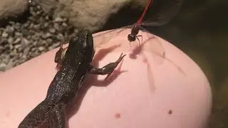 Frog Eats Dragonfly on my Leg