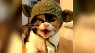 Funny Animals Cats&Dogs Part 20 🐈🐩#cat #dog #funny #video #kitten #puppy #animals