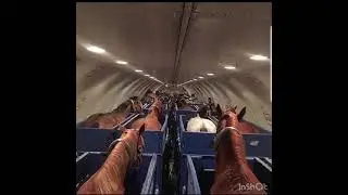 World History- horses transported on a plane.