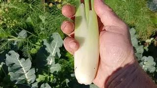FENNEL...... BIENNIAL/PERENNIAL VEGETABLE PLANT...HOW TO EXPLOIT IT😉🌿🌿🌿