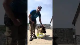 American akita #alinmoldovan #dresajcanin #americanakita #americanakitapuppy