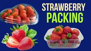 Packing of fresh strawberry II picking and packing of strawberry II kalera fruit Farms