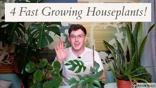 4 Fast Growing Houseplants