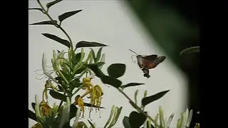 Sphinx hummingbird. Sfinge colibr&igrave;