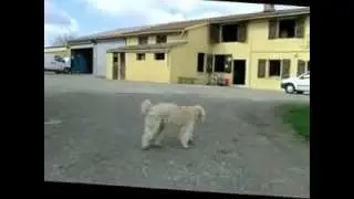 labrit garde sa ferme entente bergers