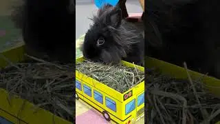 Rabbits Medical Needs and Prevention - Adopt a Shelter Rabbit Month