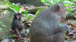 Monkey