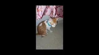 Baby Cat Live | Kitten Live Video | Live Streaming | Baby Cat Moments | Baby Cat Funny | Funny Cat