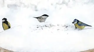 Снежный день на кормушке, много разных птиц ~ Snowy day at the feeder, many different birds