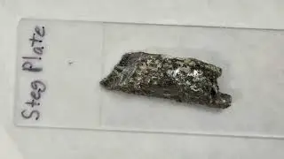 Fossil Lab