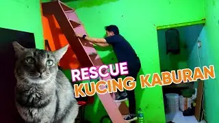 RESCUE KUCING .KABUR DARI PEMILIKNYA.JANTAN SUDAH  STERIEL