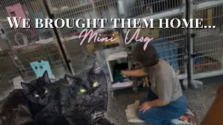 We Brought Baby Kittens Home! | Mini Vlog