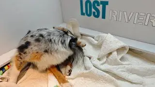„Lost River“ H-Wurf | Geburt | Livestream