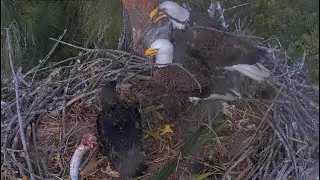 Captiva Eagles: Stick chaos at the nest