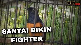 MURAI BATU NGEPLONG - PANCINGAN MURAI BATU DAN MASTERAN