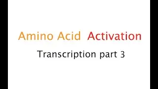 Amino Acid Activation: Transcription P3 (#46)