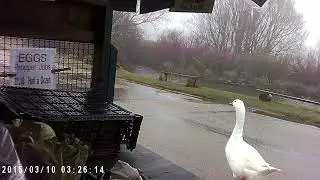 GUARD GOOSE LOOKING AFTER THE STALL Polgigga