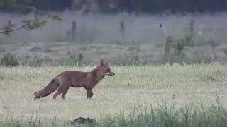 Vogels en de vos met zijn prooi. Birds and the fox with its prey.