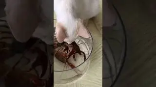 When cats meet crawfish 😹 #funnycat #catsoftiktok #cat #pet #fyp #foryou #animals